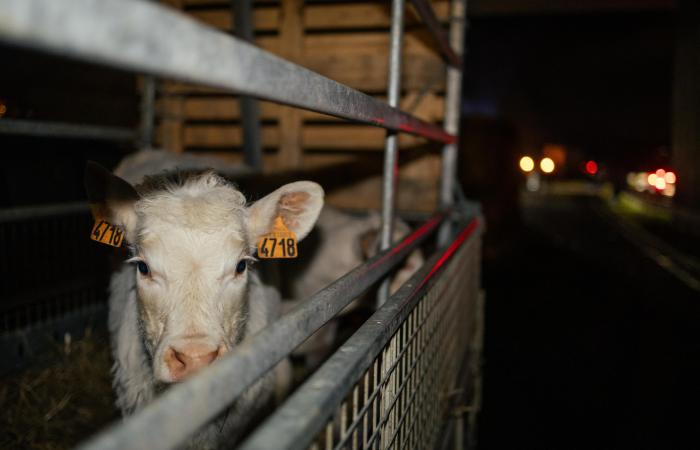 I Giovani Agricoltori portano la loro rabbia a un livello superiore