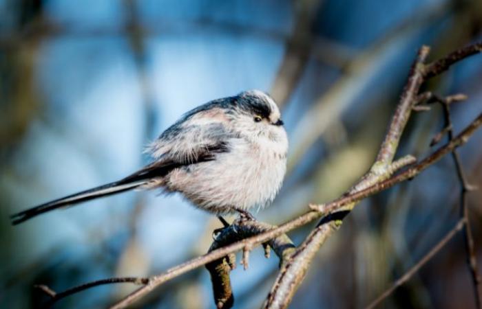 Mostra “Tesori della natura lucese” presso il Municipio