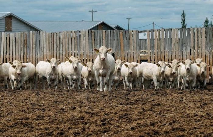 I prezzi della carne bovina raggiungono livelli record