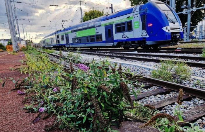 “I danni sono ingenti”: il traffico SNCF rallenta tra Parigi e l'Oise a causa di cavi tagliati e bruciati