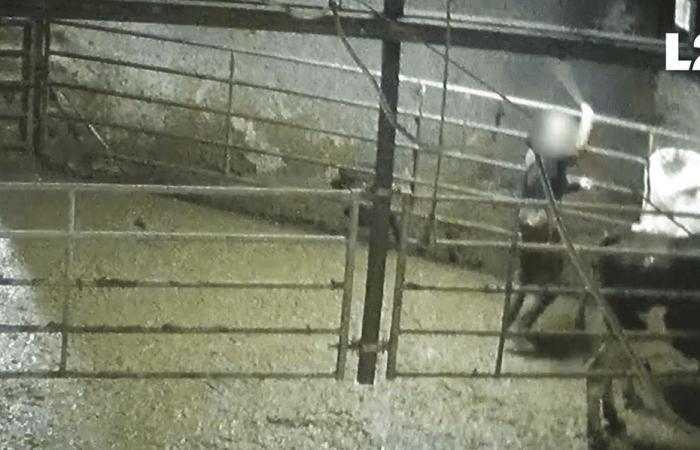 VIDEO. Un caseificio dell'Alta Marna bloccato dalla L214 per maltrattamenti sugli animali e comunicazione ingannevole