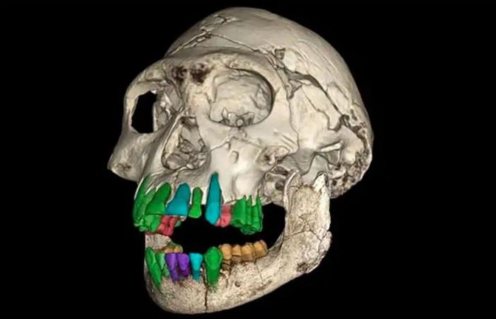 Questi denti fossilizzati di un bambino di 11 anni rivelano indizi sul motivo per cui gli esseri umani hanno sviluppato un’infanzia insolitamente lunga