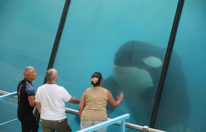 il governo dice no al trasferimento delle ultime due orche da Marineland al Giappone