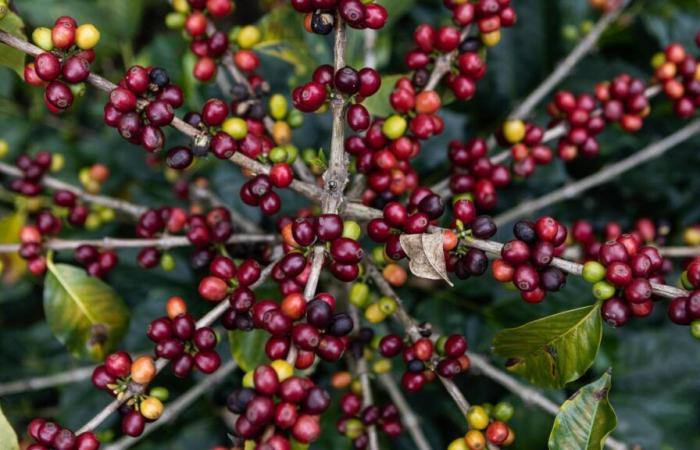 In Colombia i prezzi del caffè raggiungono un “record storico”