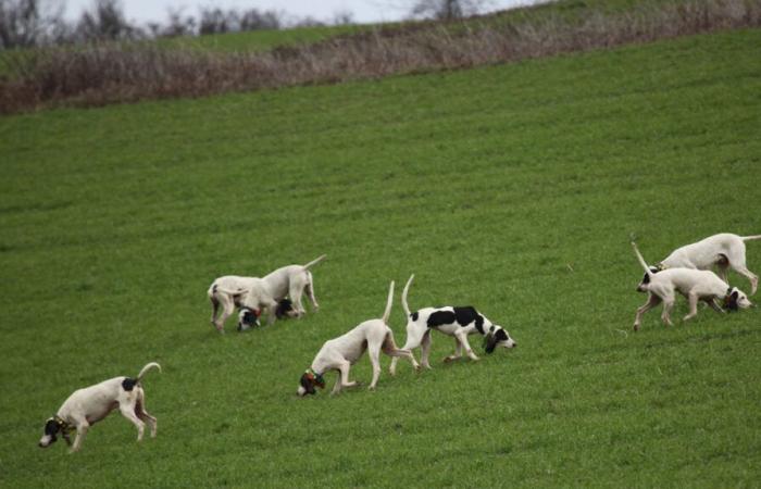 Quale futuro per i cacciatori e i loro cani?