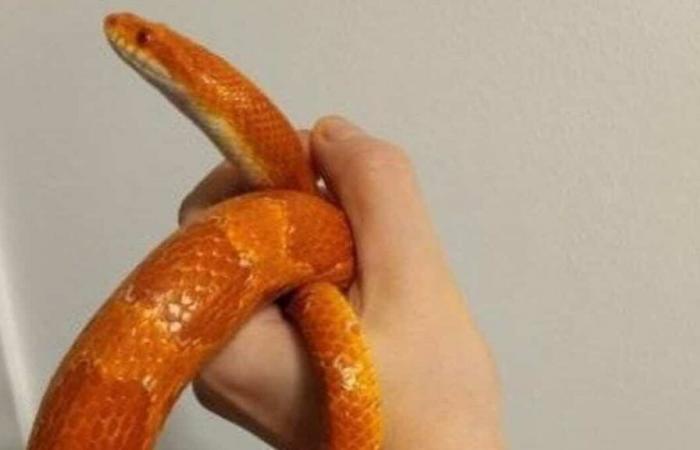 Scoperta insolita: un serpente del mais trovato nel seminterrato di una pizzeria del Quebec