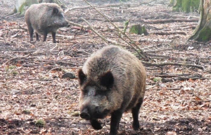 Una zona dipartimentale chiusa per diversi giorni in Gironda alla caccia al cinghiale