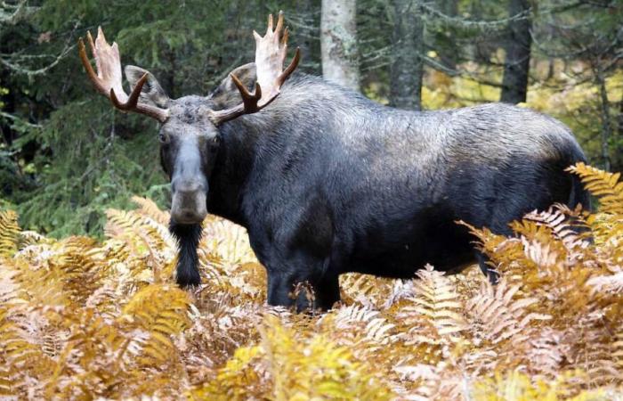 Perché stiamo lasciando che la crisi climatica (e il periodo invernale) dissanguino parte dell’identità del Quebec?