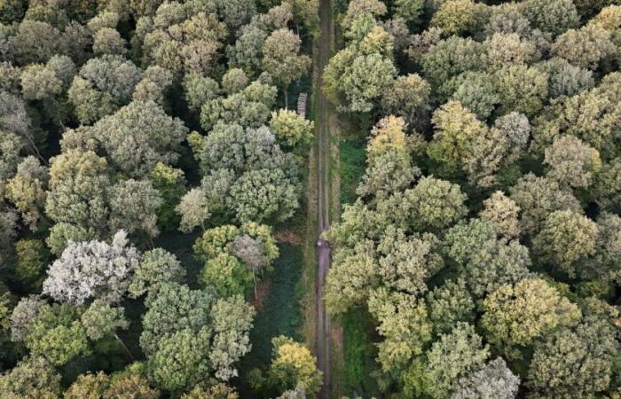 Alla ricerca del domani | Nord. L'Hauts-de-France alle prese con il calarosio