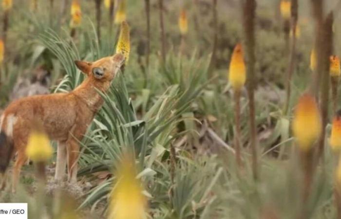 The Eye of GEO: in Etiopia, i lupi sono stati fotografati mentre leccavano fiori come lecca-lecca