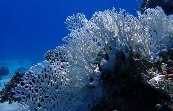 Una ricca vita microbica è fondamentale per la salute della barriera corallina – Studio sui coralli del Mar Rosso