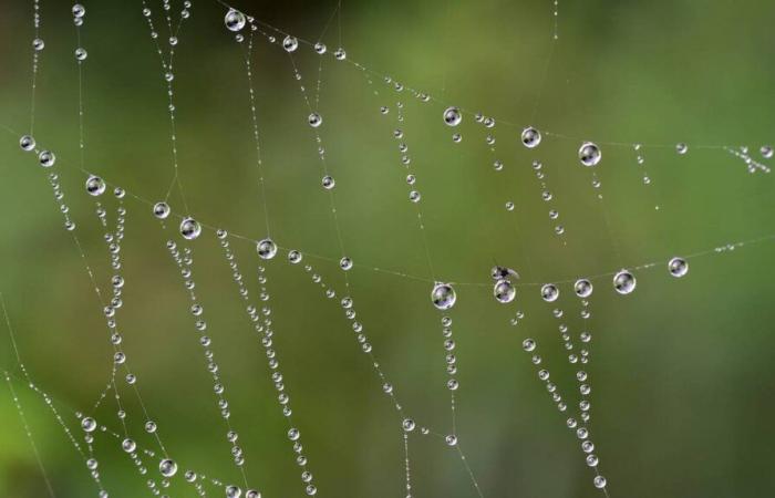 Che tempo sarà a Beaupréau-en-Mauges e dintorni mercoledì 27 novembre 2024?