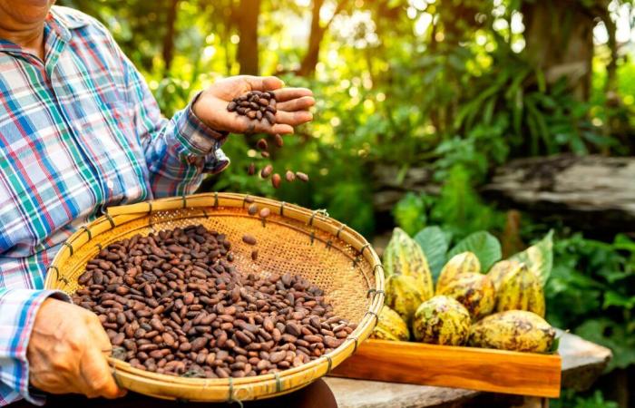 Cosa sta facendo salire i prezzi del caffè, del cacao e del gas naturale? Tutto quello che devi sapere – Rivista LSA