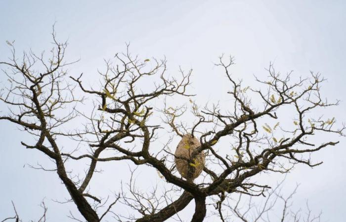 I nidi di calabroni compaiono sugli alberi in autunno: sono pericolosi? Un esperto dice tutto