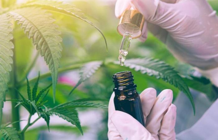 La cannabis terapeutica potrebbe non essere più accessibile nel 2025