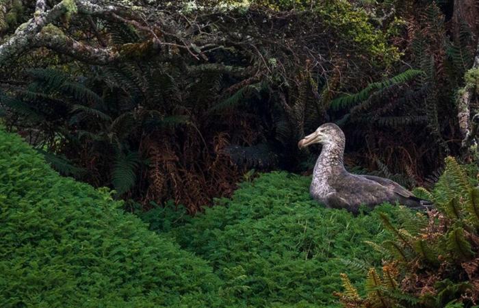 Tra le 25 foto naturalistiche più belle dell'anno vengono selezionati due francesi