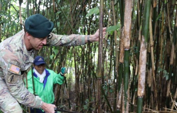 USAG Japan aiuta un’organizzazione locale a raccogliere bambù per sostenere la conservazione della cultura giapponese > Comando Indo-Pacifico degli Stati Uniti > Visualizzazione articolo di notizie