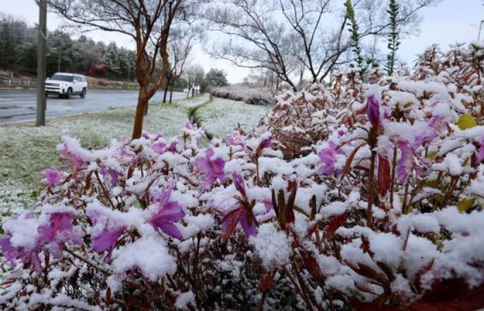 La forte nevicata trasforma la Corea nel paese delle meraviglie invernale – in immagini