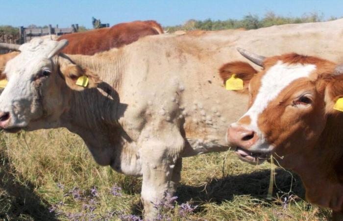 Allerta sanitaria: rilevata la dermatite nodulare bovina in Tunisia