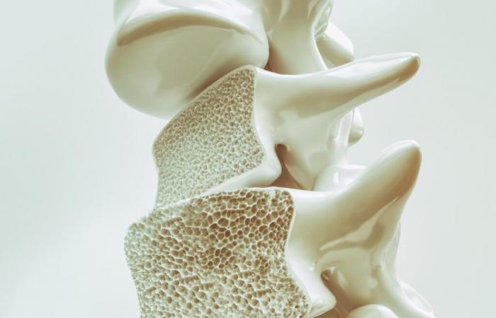 I ricercatori scoprono un ormone in grado di curare l’osteoporosi