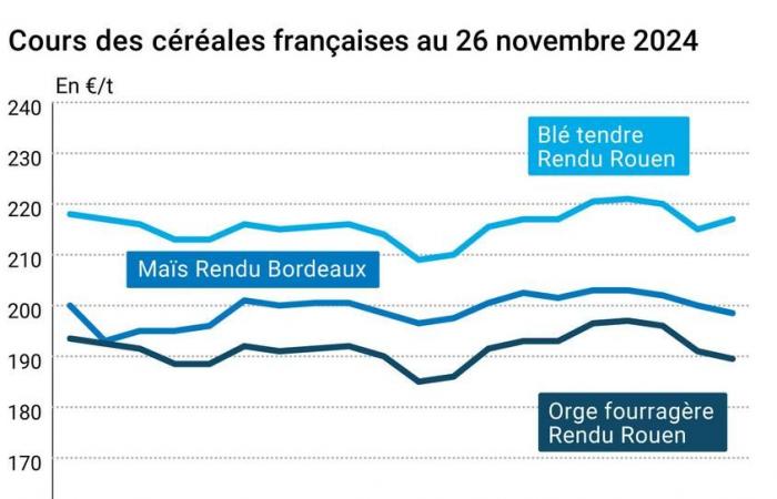 COTidienne | Cereali – Prezzi del grano tenero da stabili a rialzisti, in calo il mais su Euronext