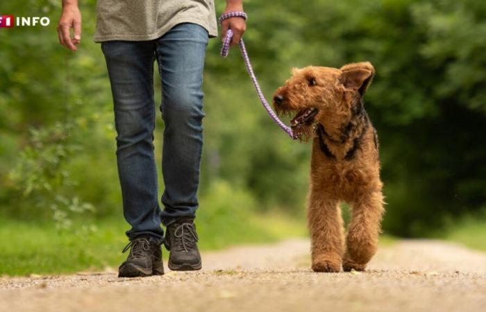 Aumento dei furti di cani in Francia: come proteggersi?