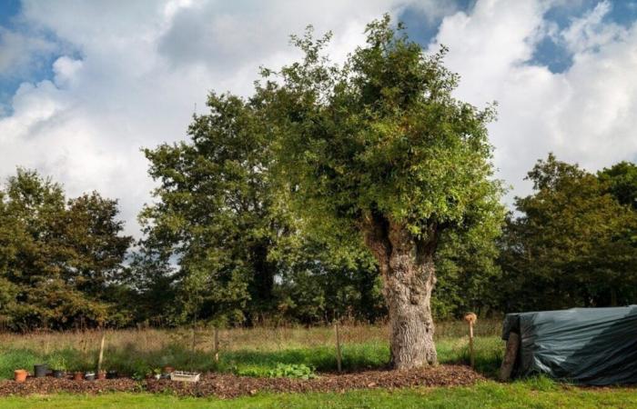 Questa quercia è l'albero più bello di Francia?