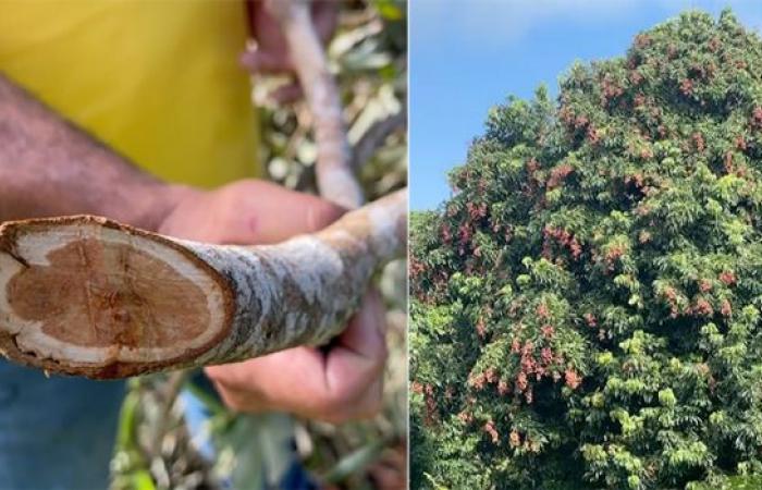 Furti di litchi nelle fattorie della Riunione: “Facciamo giri fino alle 23 per monitorare” – LINFO.re