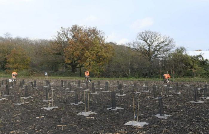 Foresta di Maubuisson: aiutala anche tu a mettere radici