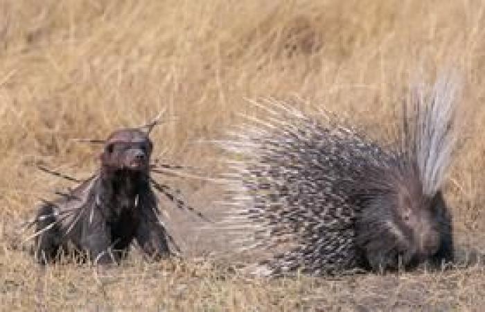 Tra le 25 foto naturalistiche più belle dell'anno vengono selezionati due francesi