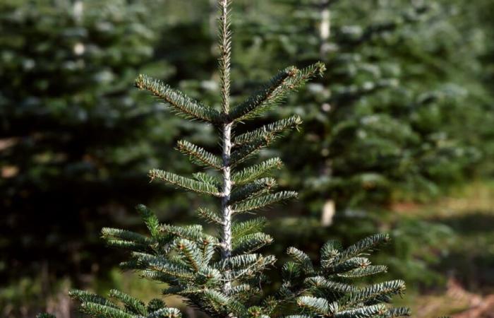 Prezzo, conservazione… È già il momento giusto per acquistare il tuo albero di Natale?