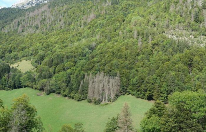 Alla ricerca del domani | Alta Savoia. Corteccia di legno: una risorsa sottosfruttata