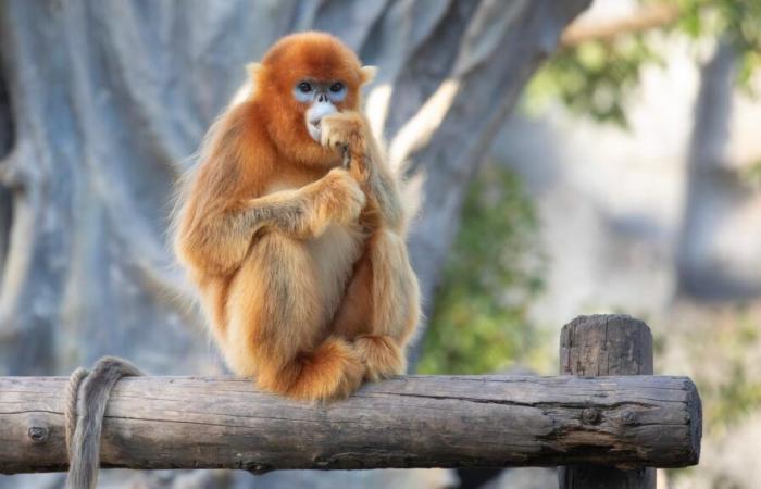 Lo ZooParc di Beauval accoglierà una nuova specie mai vista prima in Europa