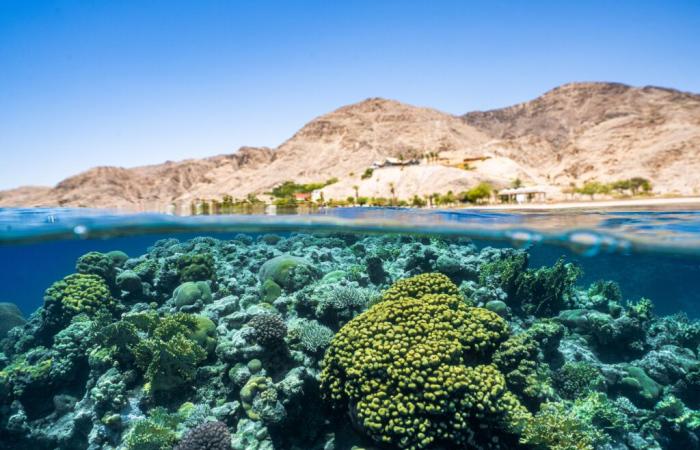 Una ricca vita microbica è fondamentale per la salute della barriera corallina – Studio sui coralli del Mar Rosso