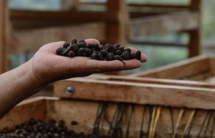 Il prezzo del caffè Arabica ha raggiunto livelli record, il più alto dal 1977