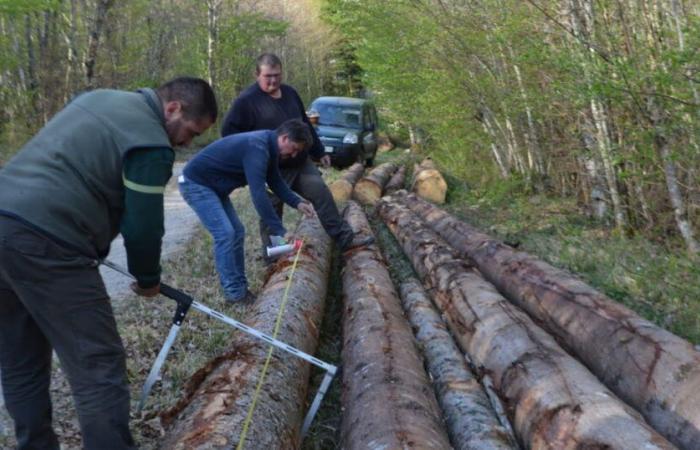 Alla ricerca del domani | Alta Marna. Gestione forestale nella “foresta irregolare”