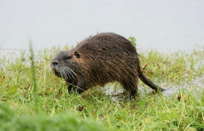 Nutria e topo muschiato nel Canale della Manica: come eliminarli?