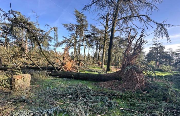 Lione. Questo parco devastato da venti violenti: scopri le nostre impressionanti immagini