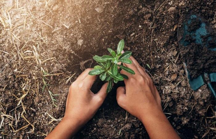 Nove alberi piantati su una rotonda per simboleggiare il dialogo