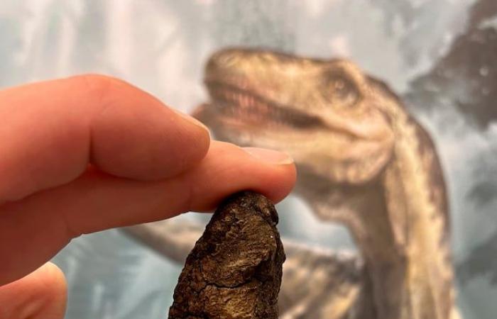 La supremazia dei dinosauri raccontata attraverso il loro stomaco