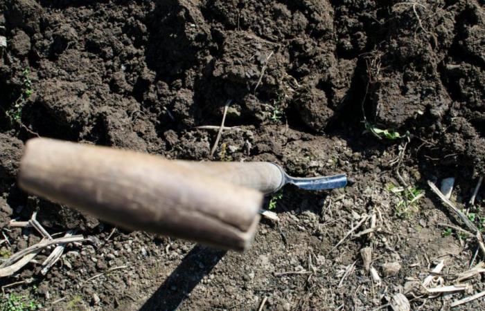 per riparare i danni causati durante le proteste, gli agricoltori hanno piantato alberi