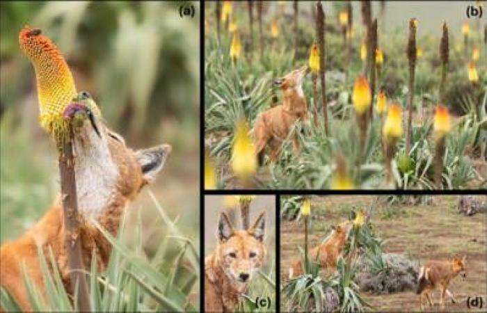 The Eye of GEO: in Etiopia, i lupi sono stati fotografati mentre leccavano fiori come lecca-lecca