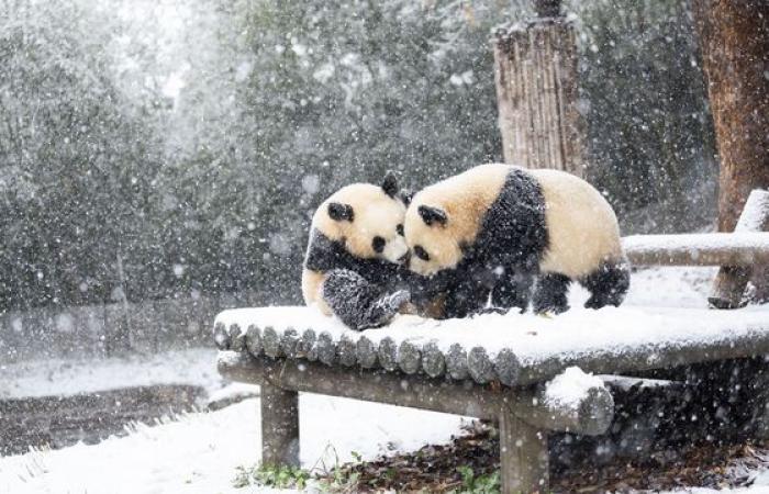 La forte nevicata trasforma la Corea nel paese delle meraviglie invernale – in immagini