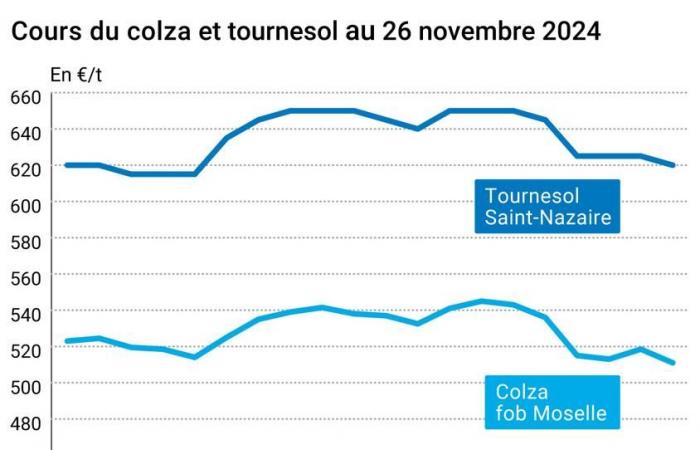 COTidienne | Semi oleosi – Pesa sui prezzi dei semi di colza l’annuncio della tassazione sulla colza canadese da parte di Donald Trump