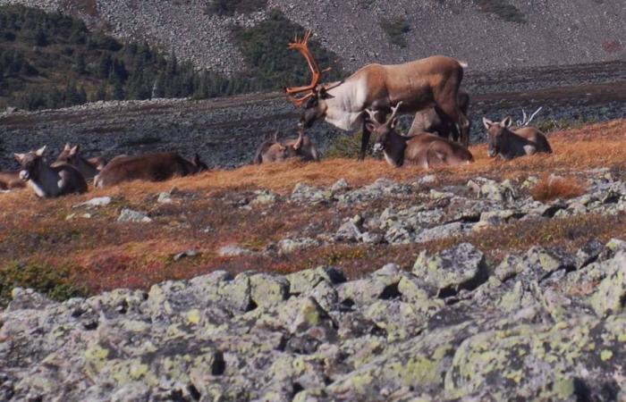 Multa di 12.500 dollari per aver ucciso uno degli ultimi caribù della Gaspésie