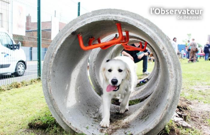 Urbanistica: Una nuova area benessere per i nostri amici cani