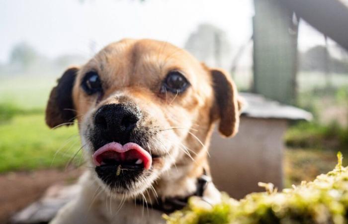 Chiuse due piste per catturare il cane scappato da un aereo, ma senza successo