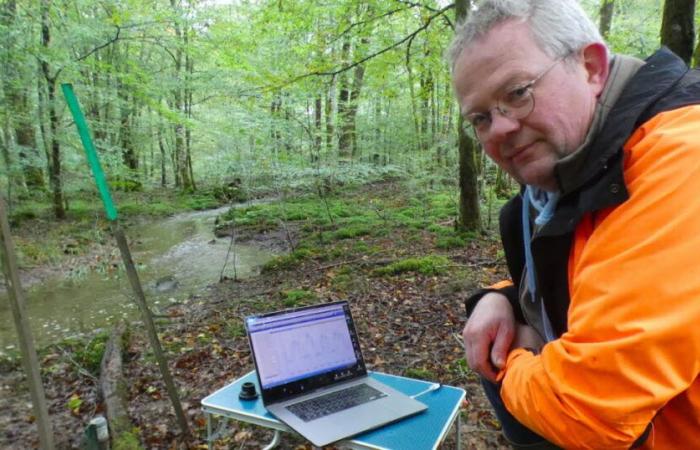 Giurò. Nella foresta di Chaux, il ripristino dei corsi d'acqua sta dando i suoi frutti