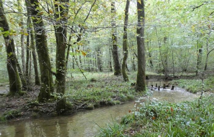 nella foresta di Chaux, il ripristino dei corsi d'acqua sta dando i suoi frutti