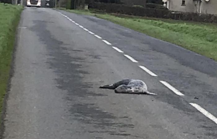 “Non capiamo cosa sia successo”: ritrovata una foca morta a 2 km dalla costa nella Côtes-d’Armor